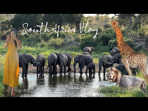 남아공(1) | 나의 첫 아프리카 여행, 요하네스버그, 크루거내셔널파크, 사파리 투어,  klaserie drift misava safari camp 리조트, 아부다비, 카타르항공