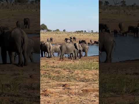 Photographing elephants at Verney’s camp in Hwange national Park is an unbelievable experience￼