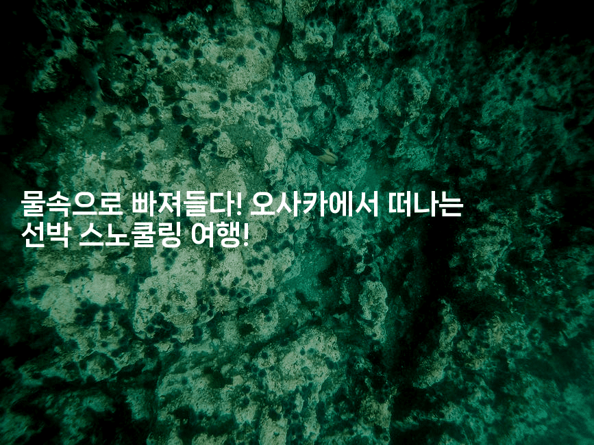 물속으로 빠져들다! 오사카에서 떠나는 선박 스노쿨링 여행!