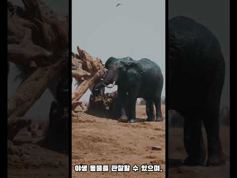 메기와 아프리카 여행