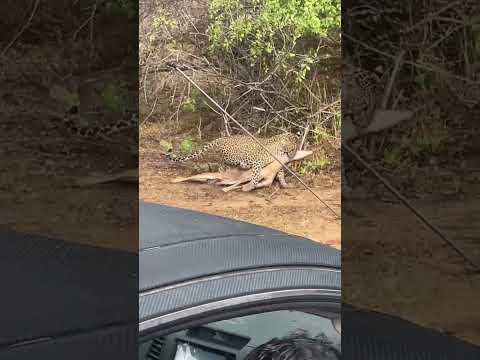 Hunting @ Yala National Park ( Sri Lanka)යාලා කොටියාගේ දඩයම शिकार / याला नेशनल पार्क (श्रीलंका)