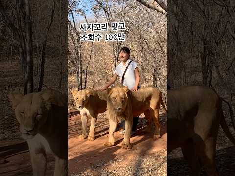 아프리카 여행 사자 라이언 워킹 잠비아 lion walking