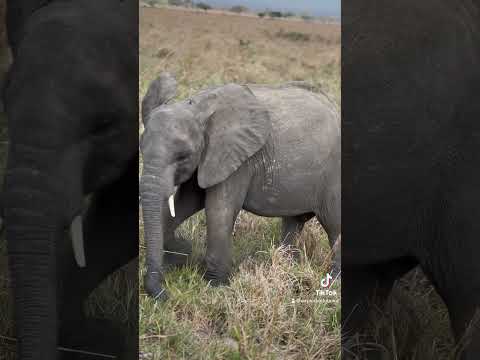 Giant Elephants from Tanzania. #elephant #fyp #tanzania #zanzibar #wildlife #africa #safari #foryou