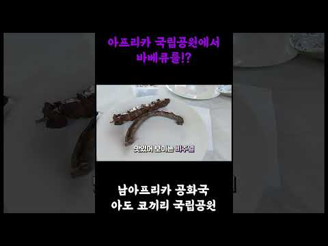 아프리카여행 국립공원에서 바베큐를!?  #아프리카여행