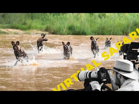 Wild Dogs Plunge Into River and POWERFUL Lion Roars- Virtual Safari #261