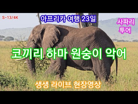 아프리카 여행 23일 탄자니아 세렝게티 사파리 투어 코끼리 하마 원숭이 악어 리얼영상 최고 👍