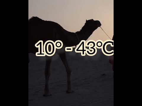 Temperature of Sahara desert #shorts #foryou