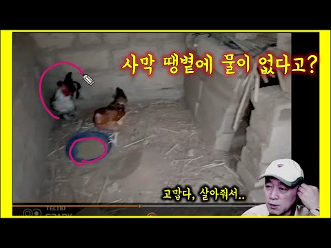 아프리카 우리집. 닭장에 왜 물이 없는거야? 사막 가장 뜨거운 날씨에..